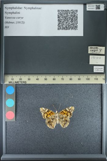 Media type: image;   Entomology 191877